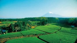 ドローンから茶畑・富士山を空撮